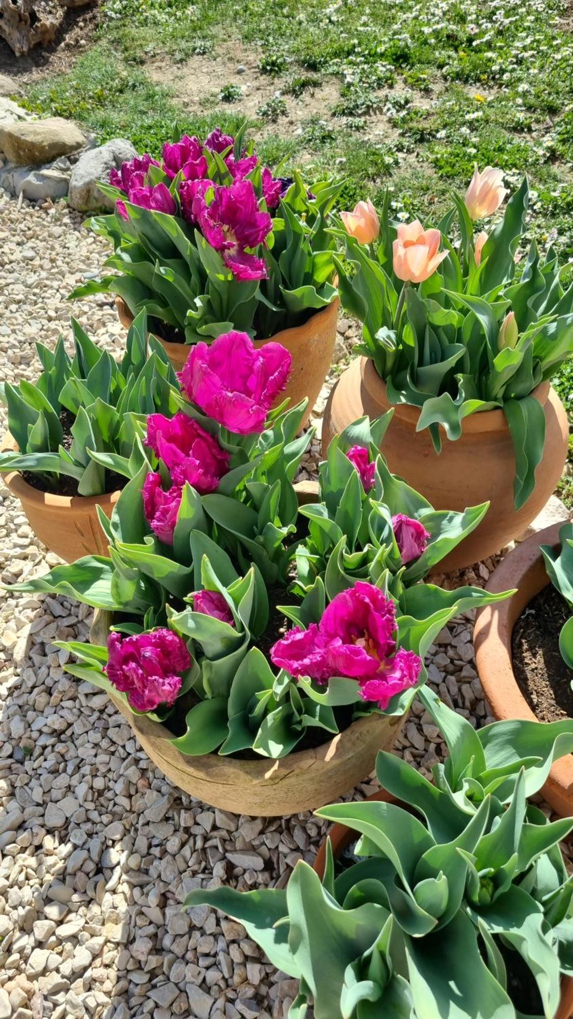 BevonsMas Tulipe De Soie住宿加早餐旅馆 外观 照片
